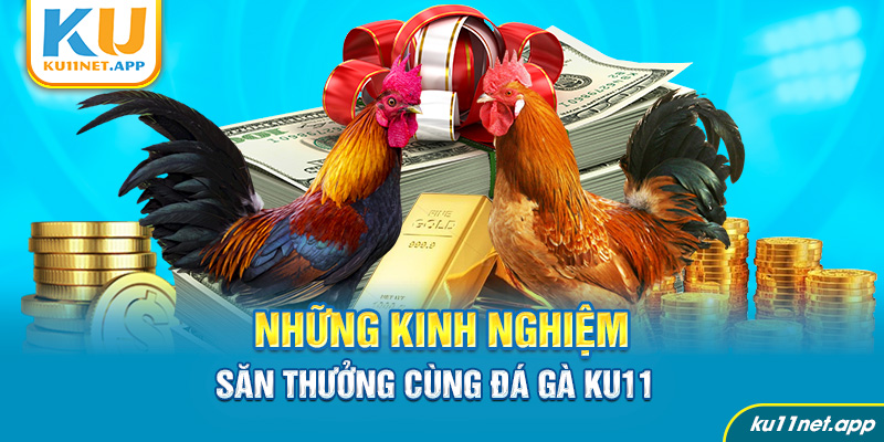 Những kinh nghiệm săn thưởng cùng đá gà Ku11